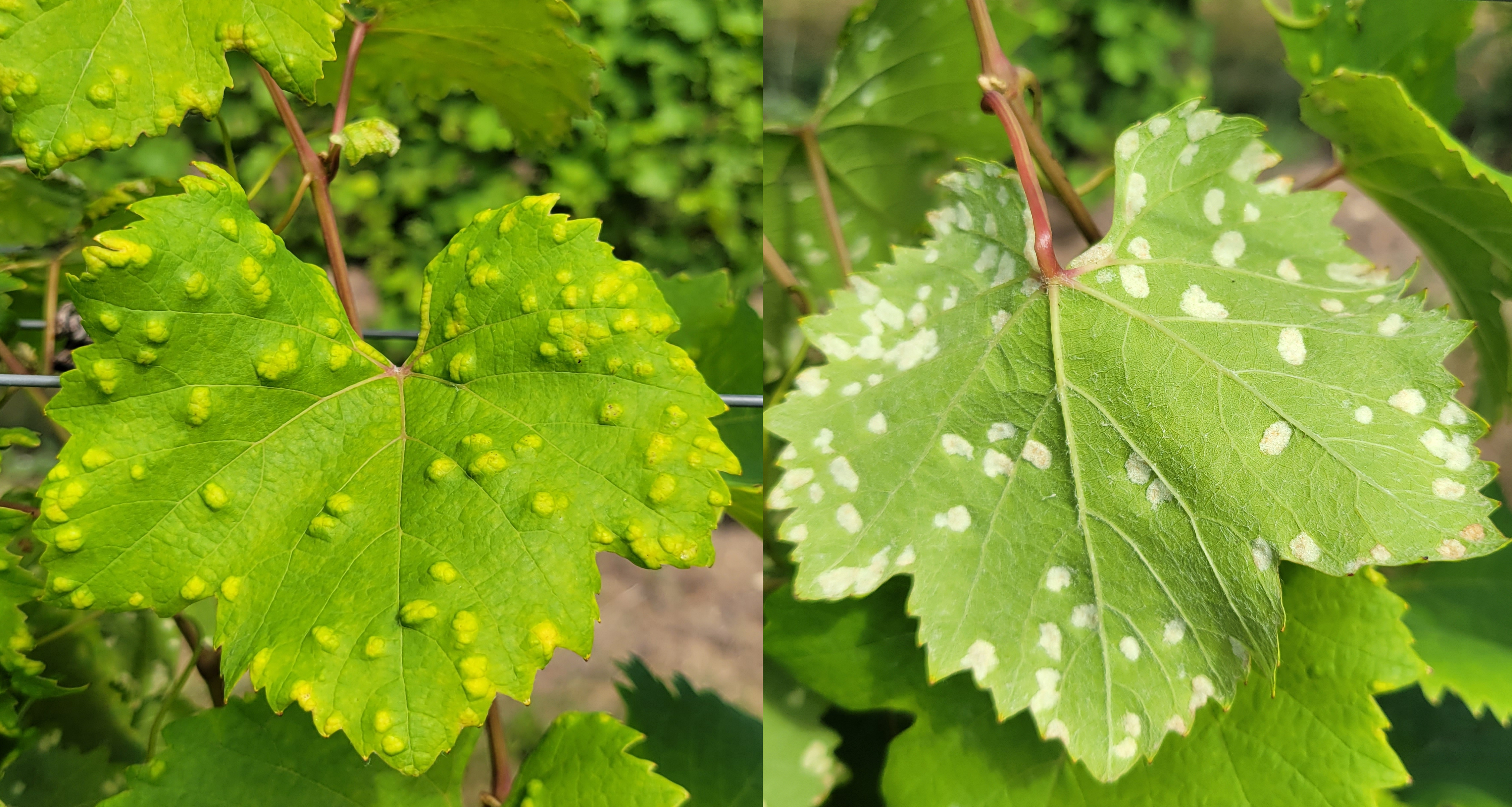 Grape leaves with spots on them.